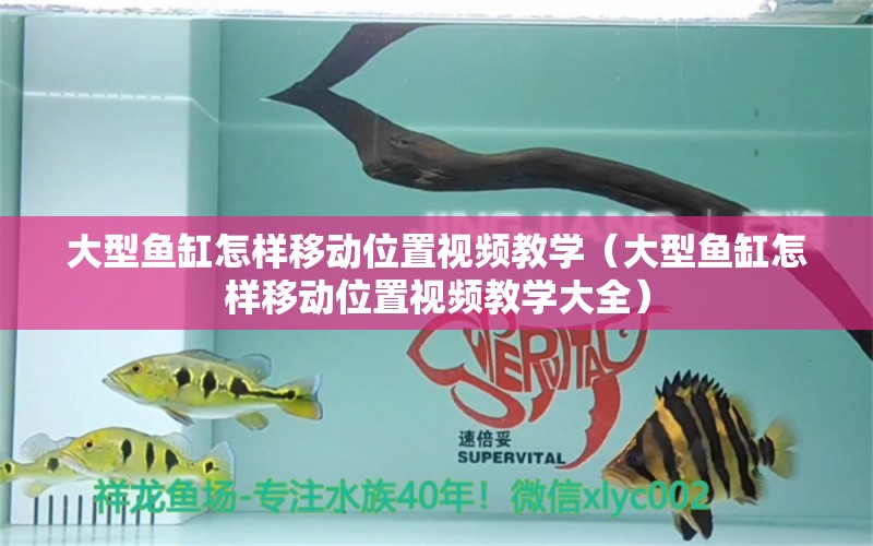 大型魚缸怎樣移動位置視頻教學(xué)（大型魚缸怎樣移動位置視頻教學(xué)大全）