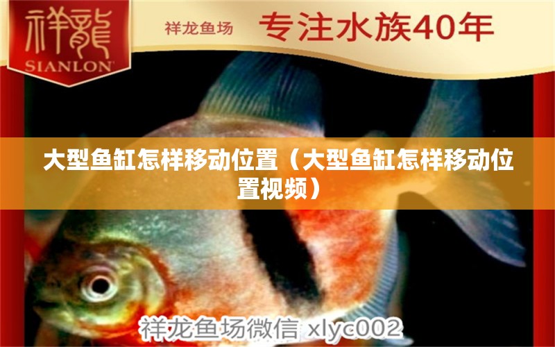 大型魚缸怎樣移動位置（大型魚缸怎樣移動位置視頻）