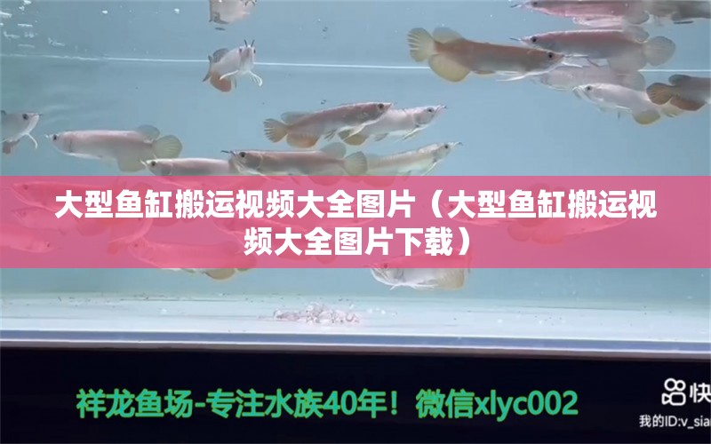 大型魚缸搬運視頻大全圖片（大型魚缸搬運視頻大全圖片下載）