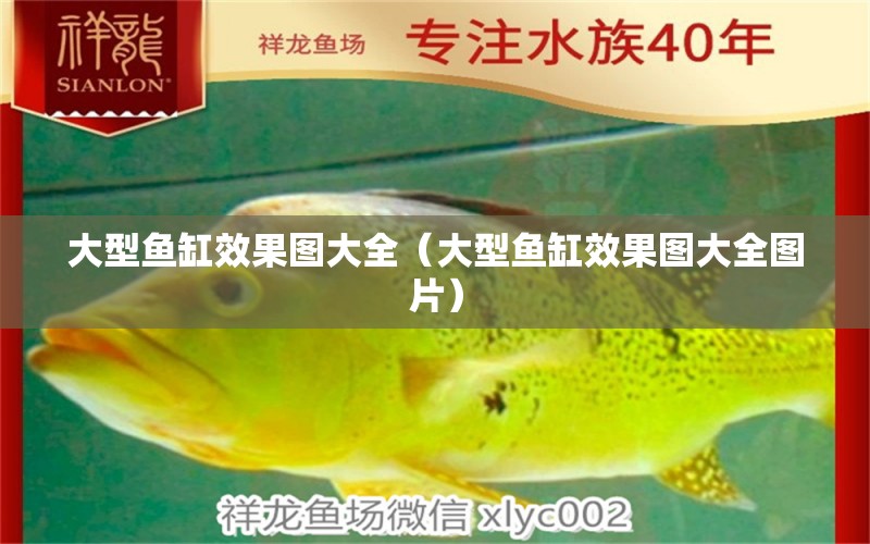 大型魚缸效果圖大全（大型魚缸效果圖大全圖片）