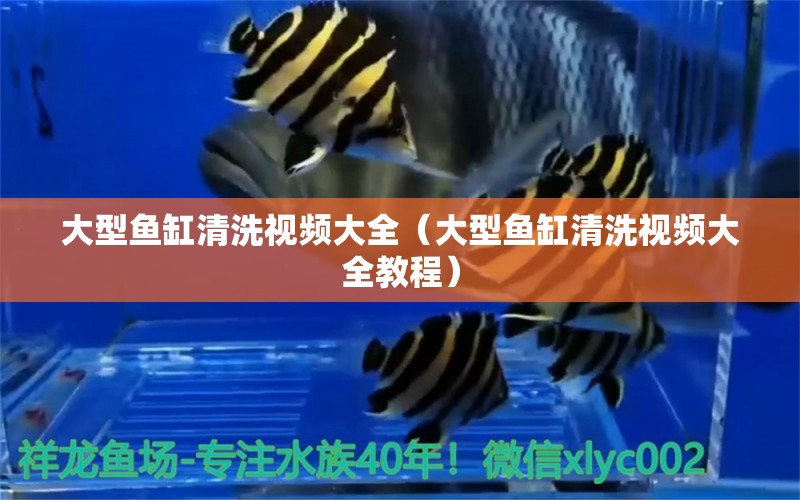 大型魚缸清洗視頻大全（大型魚缸清洗視頻大全教程） 其他品牌魚缸 第1張