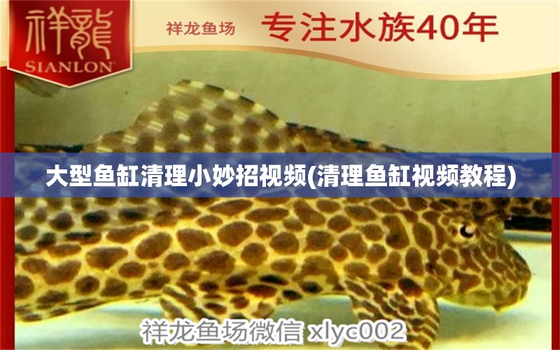 大型魚缸清理小妙招視頻(清理魚缸視頻教程) 帝王血鉆魚