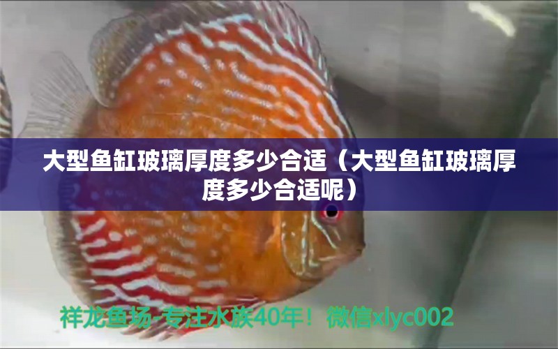 大型魚(yú)缸玻璃厚度多少合適（大型魚(yú)缸玻璃厚度多少合適呢） 其他品牌魚(yú)缸