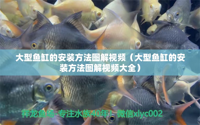 大型魚缸的安裝方法圖解視頻（大型魚缸的安裝方法圖解視頻大全） 廣州水族批發(fā)市場