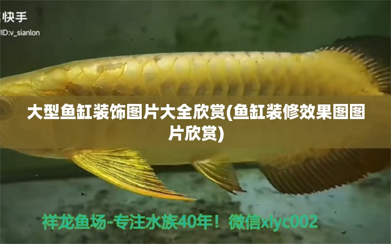 大型魚缸裝飾圖片大全欣賞(魚缸裝修效果圖圖片欣賞) 斑馬鴨嘴魚苗