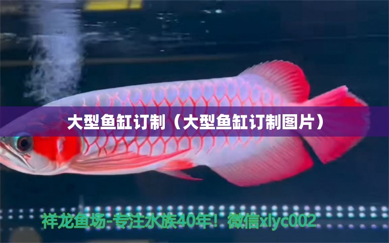 大型魚缸訂制（大型魚缸訂制圖片） 印尼虎苗