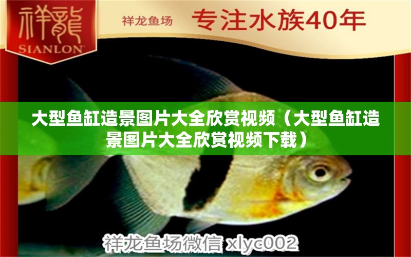 大型魚缸造景圖片大全欣賞視頻（大型魚缸造景圖片大全欣賞視頻下載）