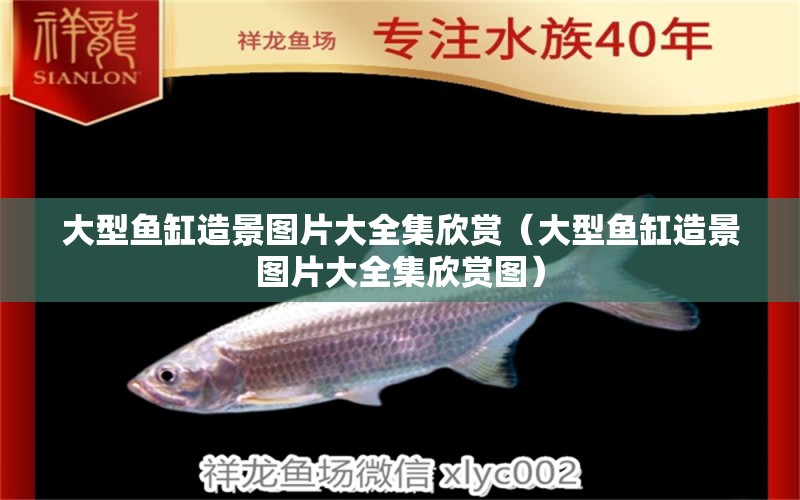 大型魚缸造景圖片大全集欣賞（大型魚缸造景圖片大全集欣賞圖）