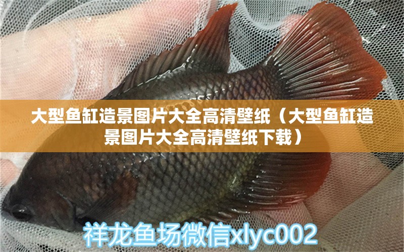 大型魚缸造景圖片大全高清壁紙（大型魚缸造景圖片大全高清壁紙下載） 其他品牌魚缸