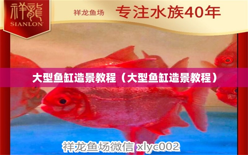 大型魚缸造景教程（大型魚缸造景教程）