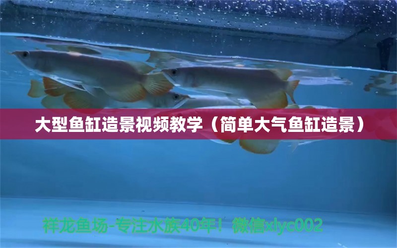 大型魚缸造景視頻教學(xué)（簡單大氣魚缸造景）