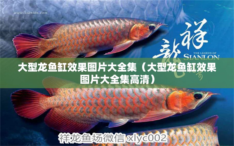 大型龍魚缸效果圖片大全集（大型龍魚缸效果圖片大全集高清）