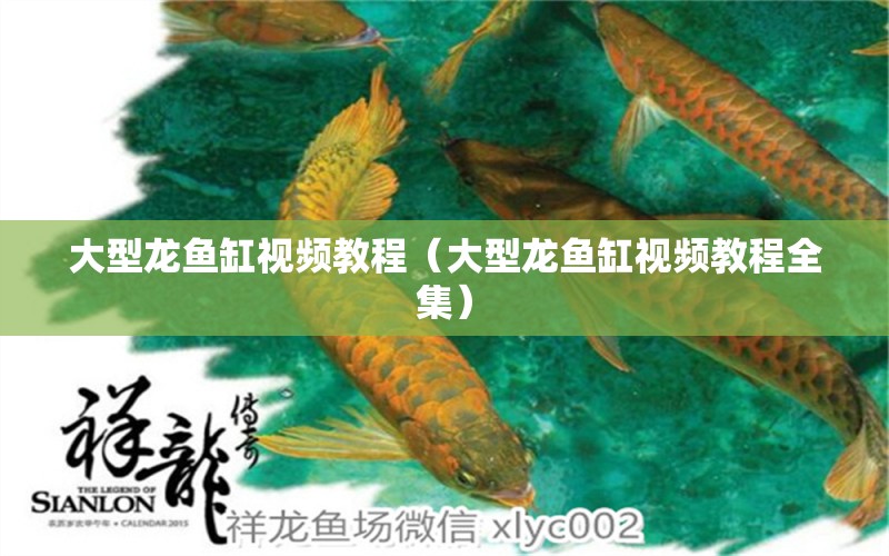 大型龍魚缸視頻教程（大型龍魚缸視頻教程全集）