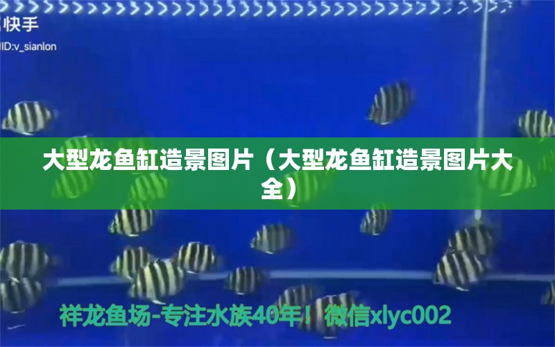 大型龍魚缸造景圖片（大型龍魚缸造景圖片大全）