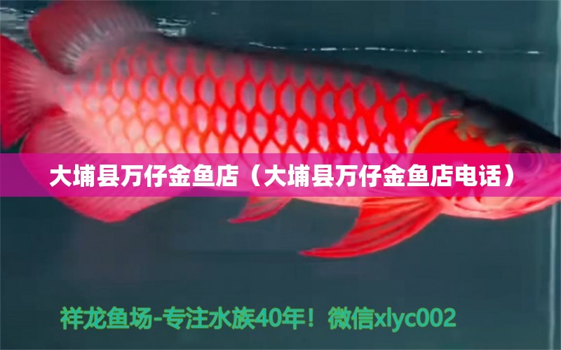 大埔縣萬仔金魚店（大埔縣萬仔金魚店電話）