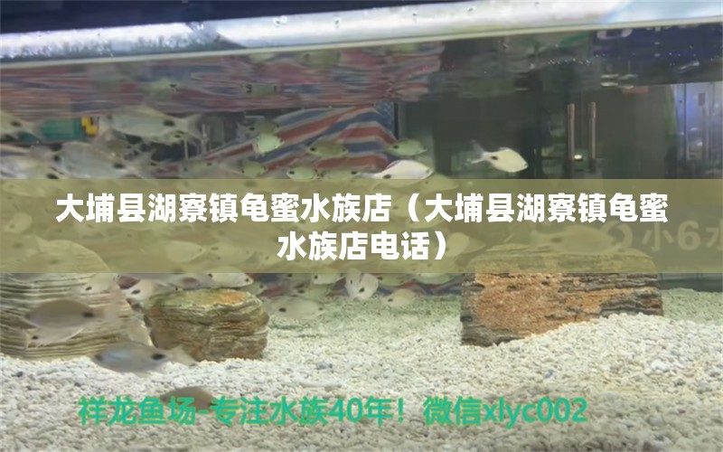 大埔縣湖寮鎮(zhèn)龜蜜水族店（大埔縣湖寮鎮(zhèn)龜蜜水族店電話(huà)） 烏龜