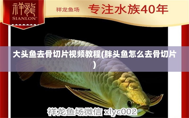 大頭魚(yú)去骨切片視頻教程(胖頭魚(yú)怎么去骨切片) 女王大帆魚(yú)苗