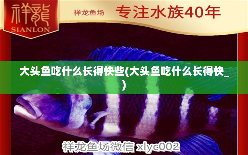 大頭魚吃什么長(zhǎng)得快些(大頭魚吃什么長(zhǎng)得快_) 彩鰈魚缸（彩蝶魚缸）