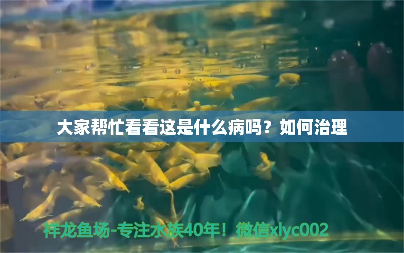 大家?guī)兔纯催@是什么病嗎？如何治理 龍魚(yú)疾病與治療