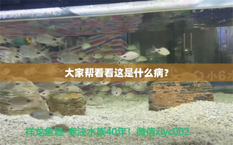 大家?guī)涂纯催@是什么病？ 龍魚(yú)疾病與治療