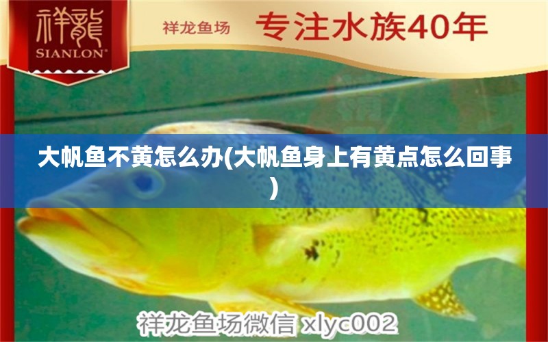 大帆魚不黃怎么辦(大帆魚身上有黃點怎么回事)