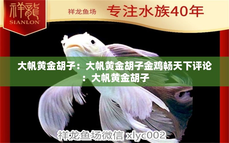 大帆黃金胡子：大帆黃金胡子金雞暢天下評論：大帆黃金胡子 觀賞魚論壇 第2張