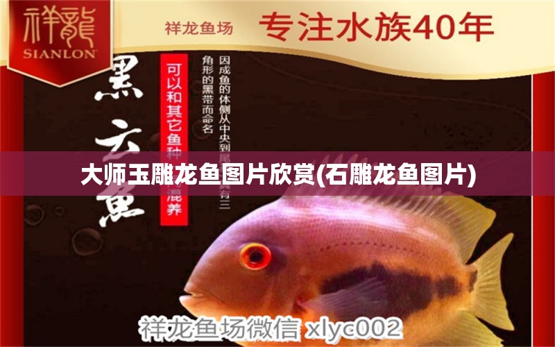 大師玉雕龍魚圖片欣賞(石雕龍魚圖片) 黃金鴨嘴魚