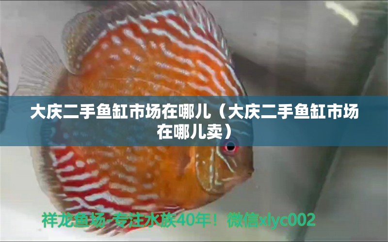 大慶二手魚缸市場在哪兒（大慶二手魚缸市場在哪兒賣） 羽毛刀魚苗