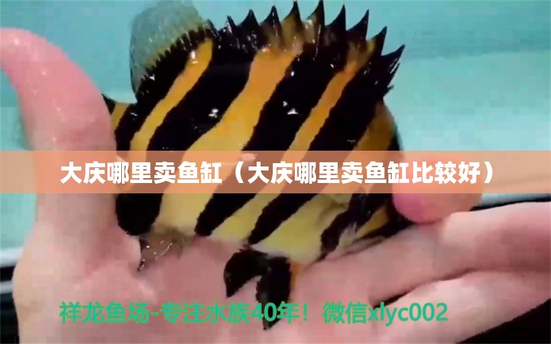 大慶哪里賣魚缸（大慶哪里賣魚缸比較好） 其他品牌魚缸