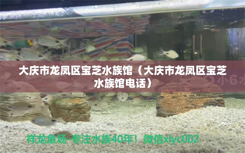 大慶市龍鳳區(qū)寶芝水族館（大慶市龍鳳區(qū)寶芝水族館電話）