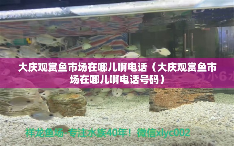 大慶觀賞魚市場在哪兒啊電話（大慶觀賞魚市場在哪兒啊電話號碼）