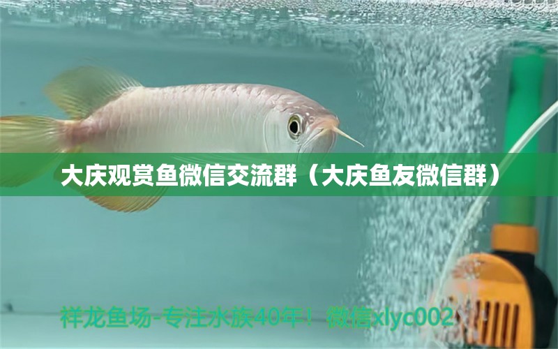 大慶觀賞魚微信交流群（大慶魚友微信群）