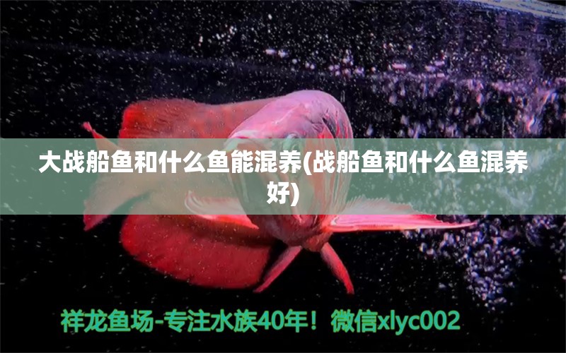 大戰(zhàn)船魚和什么魚能混養(yǎng)(戰(zhàn)船魚和什么魚混養(yǎng)好) 斑馬鴨嘴魚苗