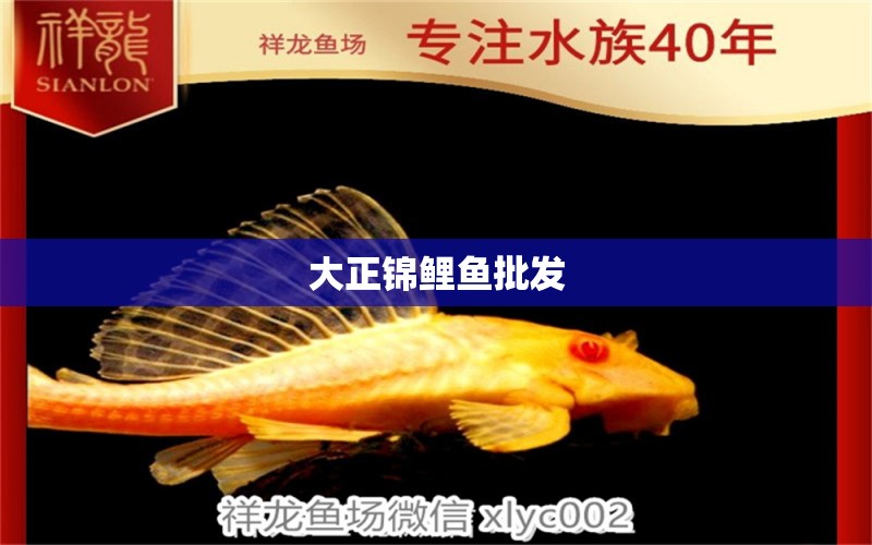 大正錦鯉魚批發(fā) 大正錦鯉魚