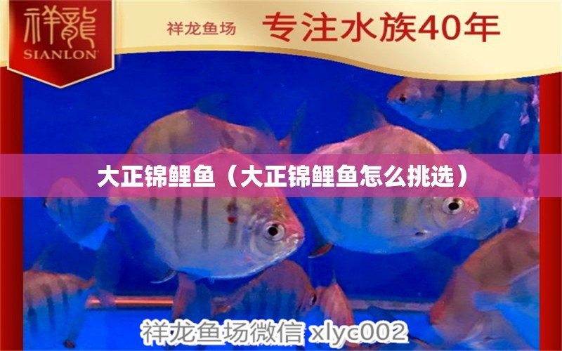 大正錦鯉魚（大正錦鯉魚怎么挑選） 大正錦鯉魚