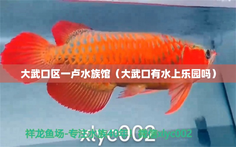 大武口區(qū)一盧水族館（大武口有水上樂園嗎）