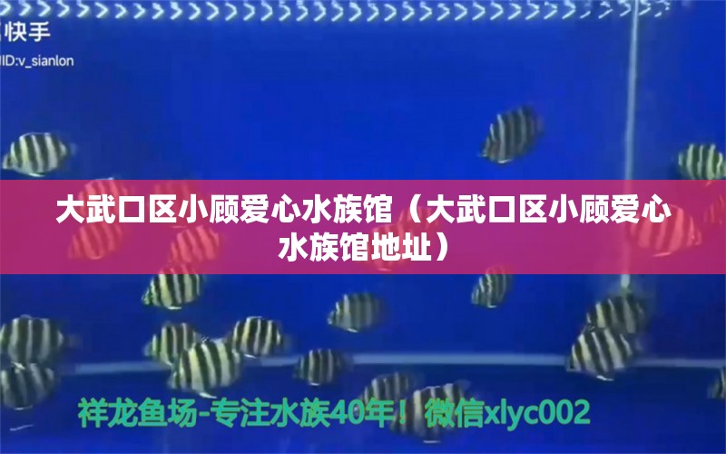 大武口區(qū)小顧愛心水族館（大武口區(qū)小顧愛心水族館地址）