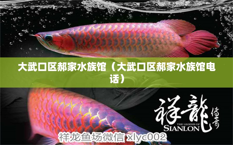 大武口區(qū)郝家水族館（大武口區(qū)郝家水族館電話）