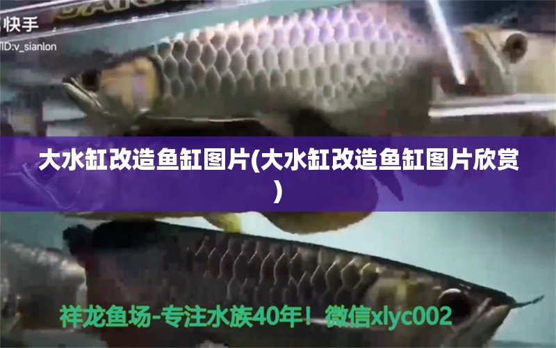 大水缸改造魚缸圖片(大水缸改造魚缸圖片欣賞) 夢幻雷龍魚