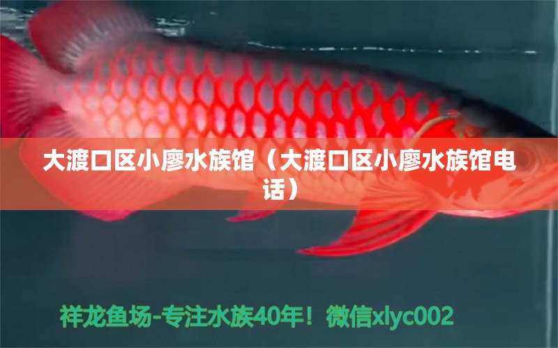 大渡口區(qū)小廖水族館（大渡口區(qū)小廖水族館電話）