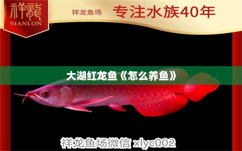 大湖紅龍魚(yú)《怎么養(yǎng)魚(yú)》