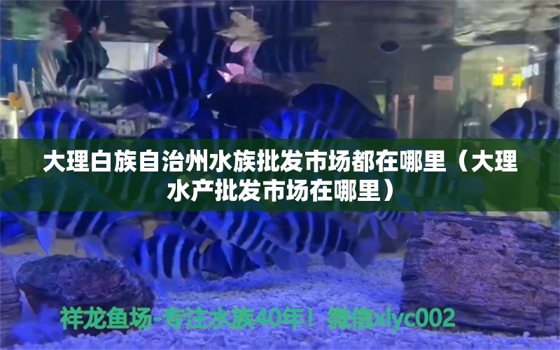 大理白族自治州水族批發(fā)市場都在哪里（大理水產(chǎn)批發(fā)市場在哪里）