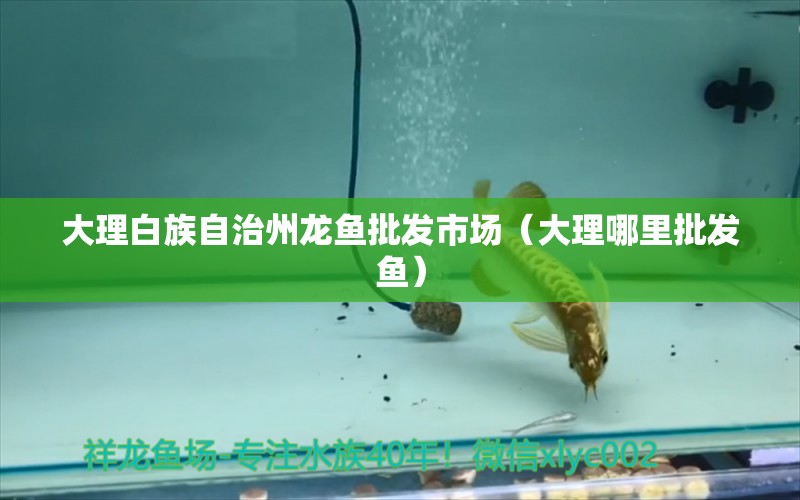 大理白族自治州龍魚批發(fā)市場（大理哪里批發(fā)魚）