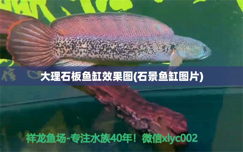 大理石板魚缸效果圖(石景魚缸圖片)