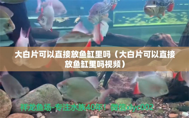 大白片可以直接放魚缸里嗎（大白片可以直接放魚缸里嗎視頻）