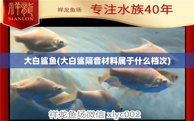 大白鯊魚(大白鯊隔音材料屬于什么檔次) 大白鯊魚