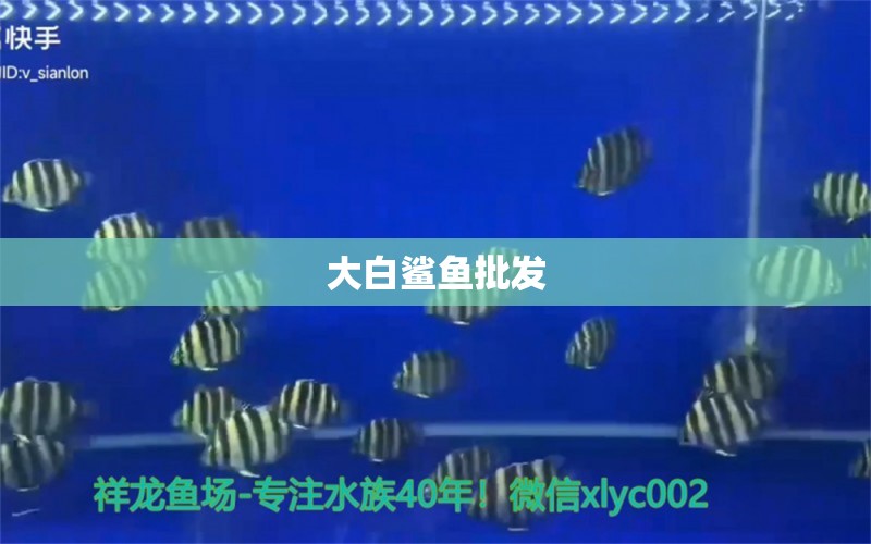 大白鯊魚批發(fā) 大白鯊魚