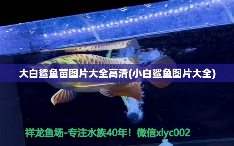 大白鯊魚苗圖片大全高清(小白鯊魚圖片大全) 大白鯊魚