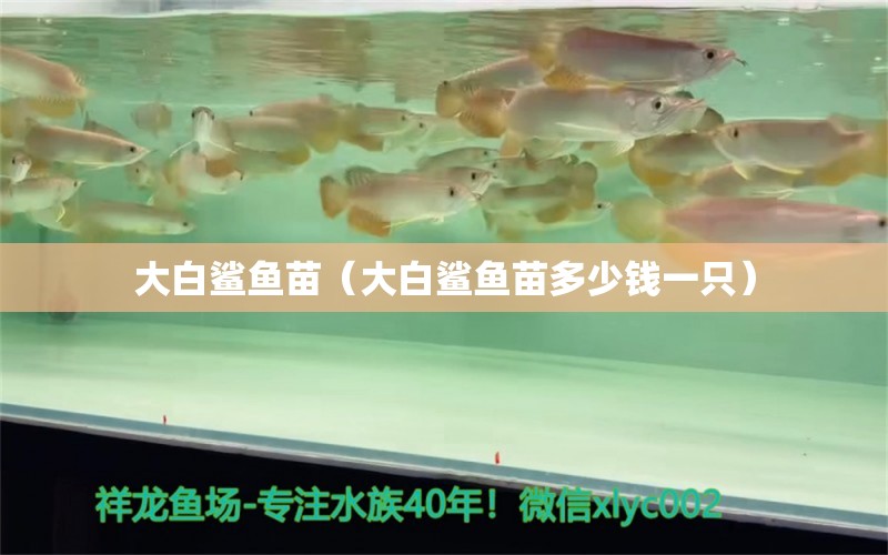 大白鯊魚苗（大白鯊魚苗多少錢一只） 大白鯊魚