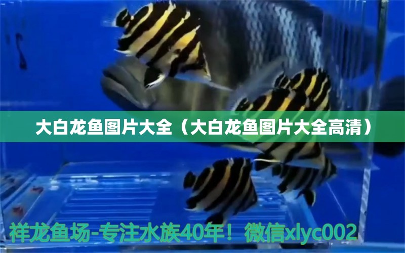 大白龍魚圖片大全（大白龍魚圖片大全高清）